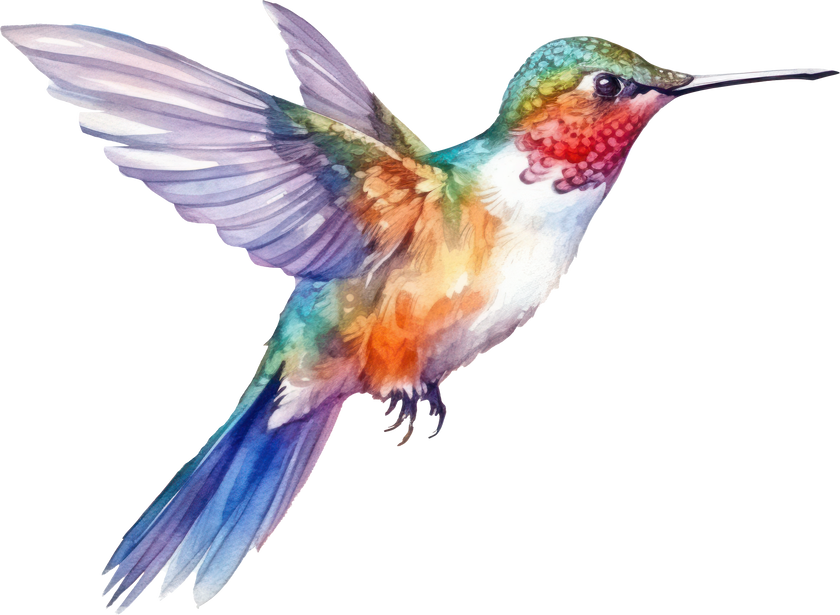 Bird hummingbird Watercolor Illustration